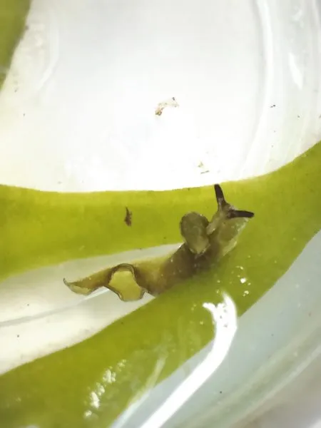 Elysia atroviridis (kuro-midori-gai)