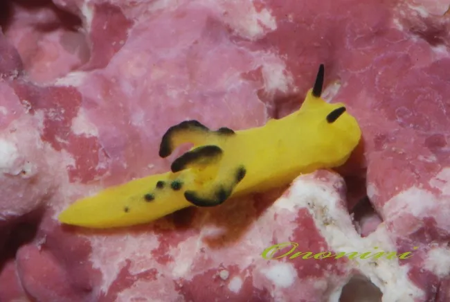 Even the juveniles of Bornella anguilla (tachi-aoi umiushi) are very hard to spot.