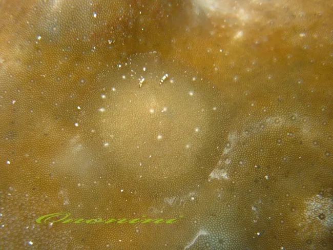 For Kids Who Love Nudibranchs — Interview with Atsushi Ono, Part 1