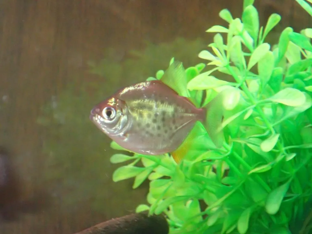 Spotted metynnis, which I keep at home today.