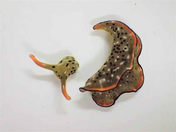 An Elysia marginata that had undergone autotomy