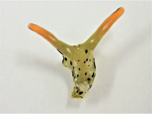 An Elysia marginata in the process of regenerating