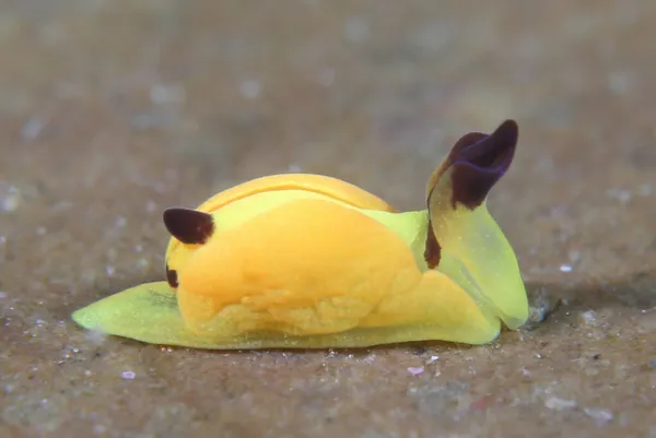 Kiiro-umi-kochō (Siphopteron sp.)