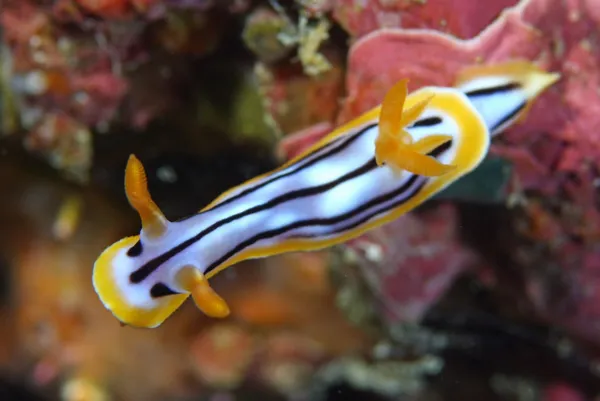 Shibori-iro umiushi (Chromodoris sp.)