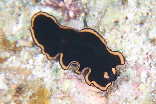 Not a nudibranch