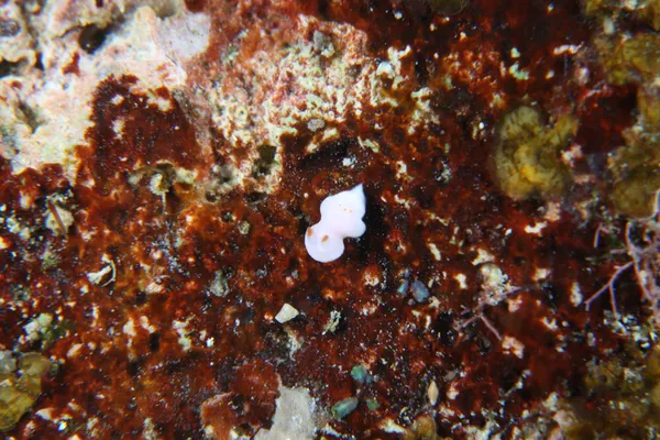 The nudibranch is too small
