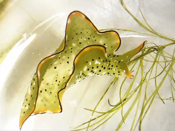 Heart Regeneration in Sea Slugs — Interview with Sayaka Mitoh