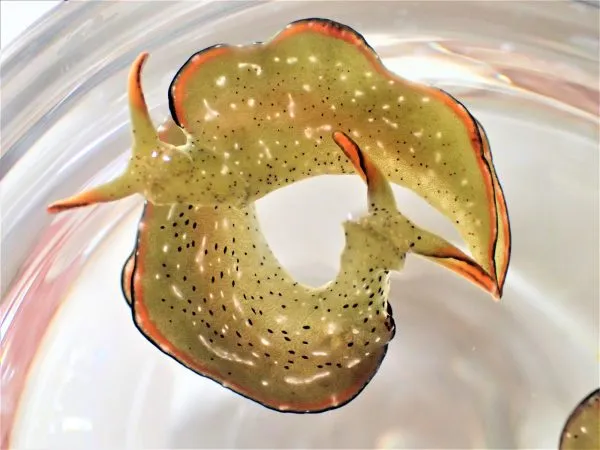 Elysia marginata (konoha-midori-gai)