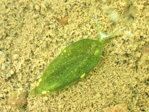 Elysia hirugilla (hirugi-midori-gai)