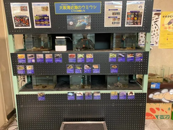 Osaka Bay Nudibranch Observation Meet 2021 — A Three-Day Report