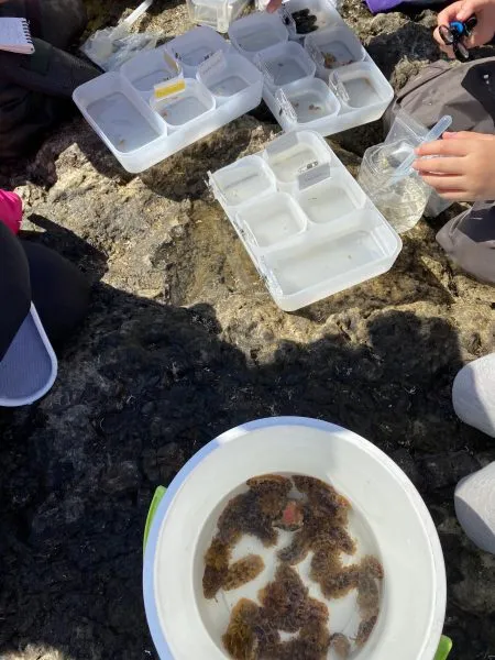 More than 100 nudibranchs