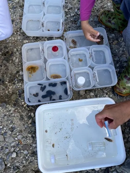 18 species