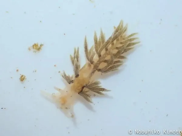 Trinchesia perca