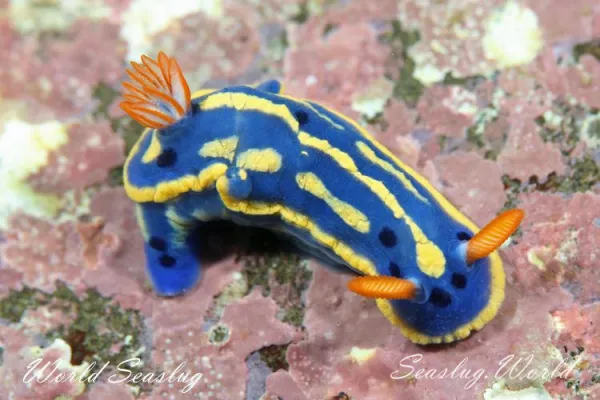 Top 10 Most Popular Nudibranchs
