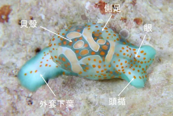 Guide to Nudibranch Body Parts