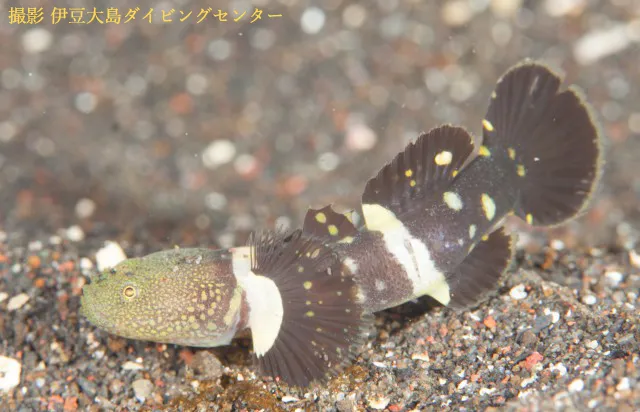Kimadara-haze (Priolepis semidoliata)