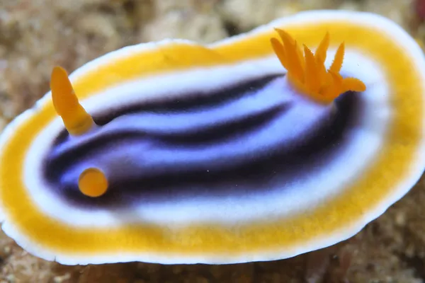 The nudibranch is too large for the frame