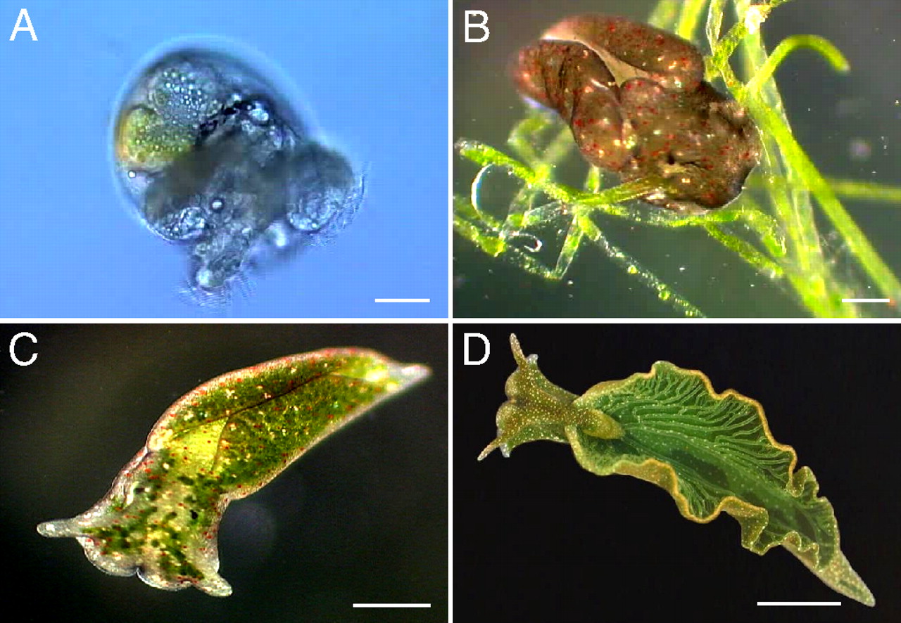 Rumpho ME, Worful JM, Lee J, et al. (November 2008). "Horizontal gene transfer of the algal nuclear gene psbO to the photosynthetic sea slug Elysia chlorotica". Proc. Natl. Acad. Sci. U.S.A. 105 (46): 17867–17871.