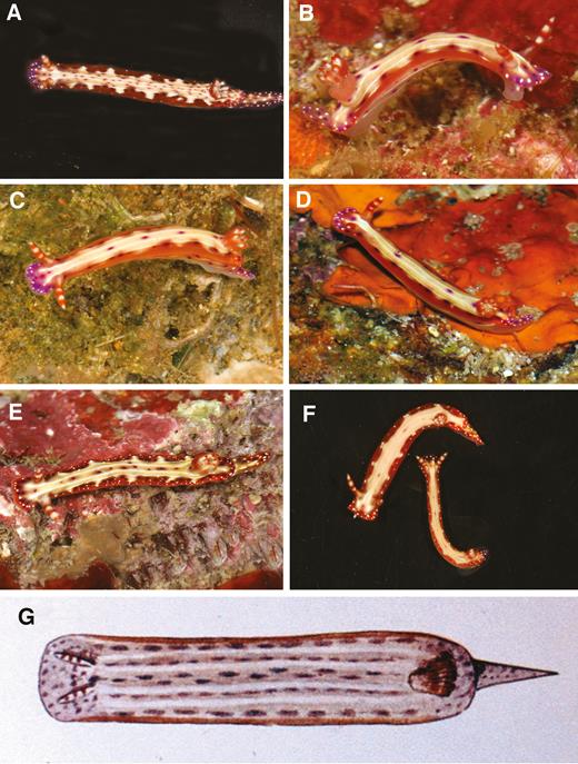 Epstein, H. E.; Hallas, J. M.; Johnson, R. F.; Lopez, A.; Gosliner, T. M. (2018). Reading between the lines: revealing cryptic species diversity and colour patterns in Hypselodoris nudibranchs (Mollusca: Heterobranchia: Chromodorididae). Zoological Journal of the Linnean Society. 2018, XX, 1–74.
